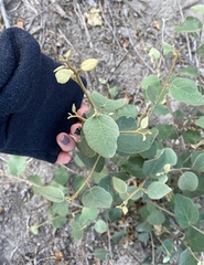 Capparicordis crotonoides