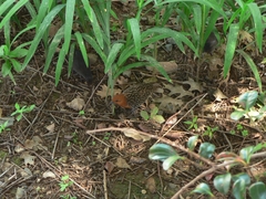 Sarothrura elegans