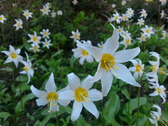 Erythronium montanum