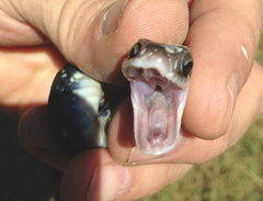 Coluber constrictor anthicus