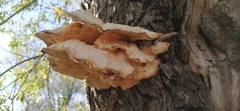Laetiporus sulphureus