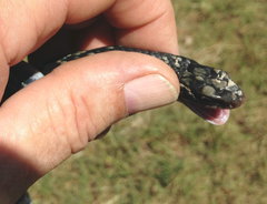 Coluber constrictor anthicus