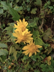 Chrysanthemum indicum