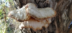 Laetiporus sulphureus