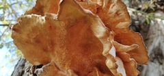 Laetiporus sulphureus