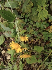 Chrysanthemum indicum