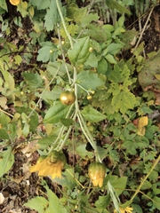Chrysanthemum indicum
