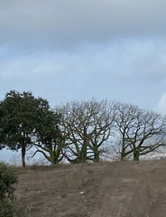 Ceiba trischistandra