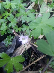 Geranium diffusum