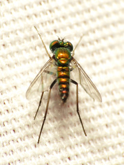 Condylostylus caudatus