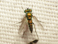 Condylostylus caudatus