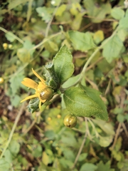 Chrysanthemum indicum