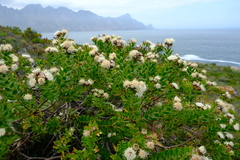 Leucospermum bolusii