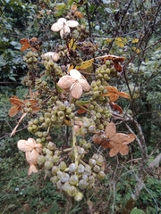 Hydrangea paniculata