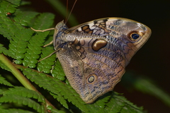 Opsiphanes invirae