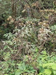 Hydrangea paniculata