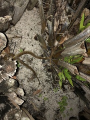 Madagascarophis colubrinus