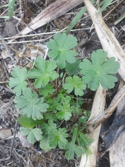 Geranium diffusum