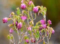 Erica labialis