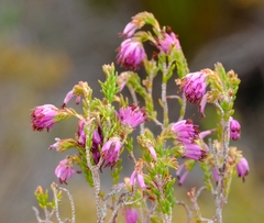 Erica labialis