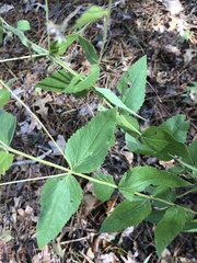 Eupatorium godfreyanum