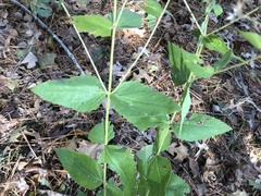Eupatorium godfreyanum