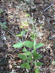 Eupatorium godfreyanum