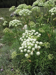 Angelica lineariloba
