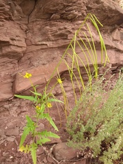 Sisymbrium heteromallum