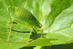 Isophya pyrenaea