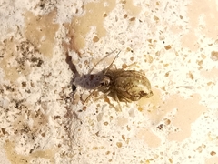 Sminthuroidea