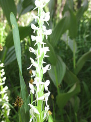 Platanthera dilatata leucostachys