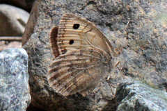 Pseudochazara beroe rhena