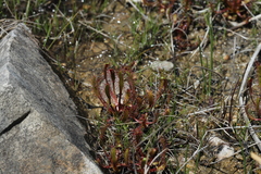 Drosera linearis