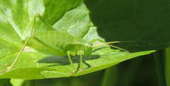 Isophya pyrenaea
