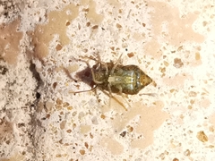 Sminthuroidea