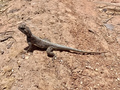Agama mossambica