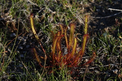 Drosera linearis