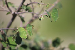 Bauhinia lunarioides