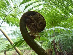 Cyathea lunulata