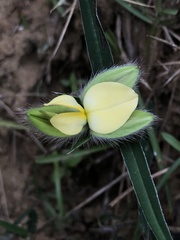 Crotalaria calycina