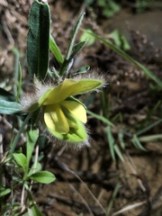 Crotalaria calycina