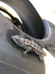 Sceloporus olivaceus