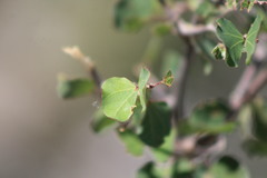 Bauhinia lunarioides