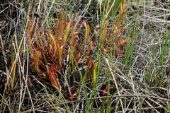 Drosera linearis