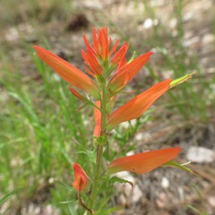 Castilleja patriotica