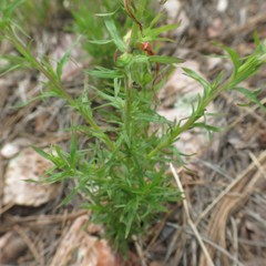Castilleja patriotica