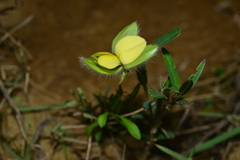 Crotalaria calycina