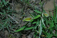 Crotalaria calycina