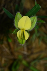 Crotalaria calycina